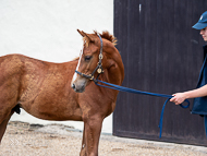 KS300622-87 - Cupboard Love's foal by Territories